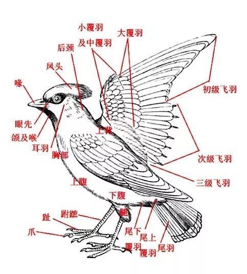 最常见的鸟类羽毛,你真的了解吗 