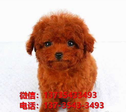 大连宠物狗犬舍出售纯种贵宾犬宠物狗市场网站信息哪里有卖狗领养