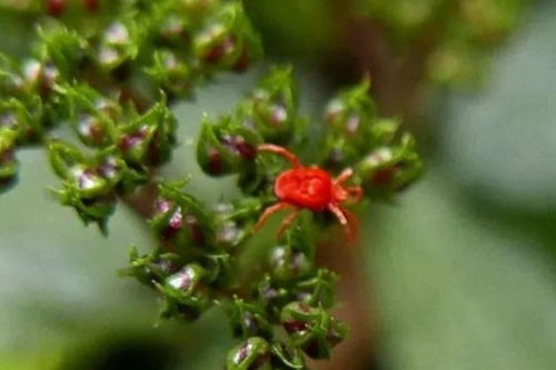 天一热就招虫 这20种天然杀虫法,比喷药安全多了