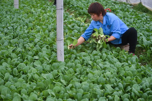 农业种植生活常识题库(农业种植生活常识题库答案)