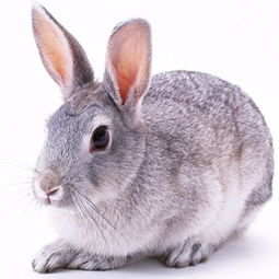 白银杂交野兔种兔在线咨询 