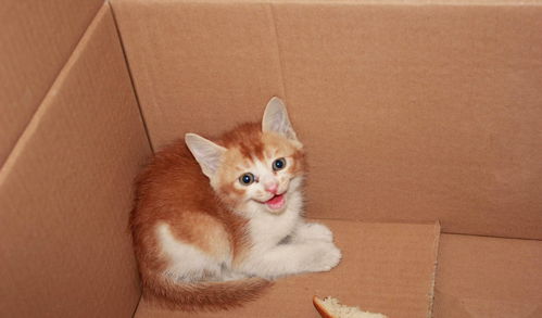 猫吃了猫粮呕吐是什么原因（猫咪为什么刚吃好猫粮就吐）