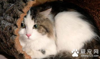 猫尿结石怎么办 猫尿结石的症状及防治方法