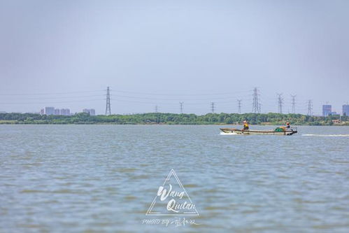 长荡湖上乘风破浪,芦苇荡中捕鱼捉虾,却为何搁浅在湖中