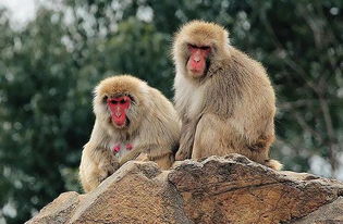 1968年在2023年属猴人的全年运势,黑龙江的朋友，1968年出生，2023年55岁退休，能拿多少钱？