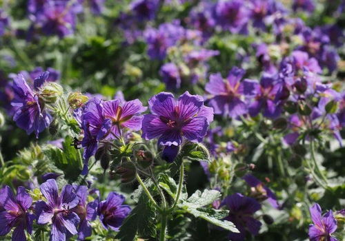 4月份,桃花大好,姻缘大旺,红娘坐镇,花好月圆共百年的4大星座