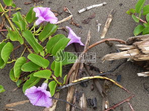 落叶和紫色牵牛花商用正版图片下载 图片ID 1510128 花草树木 正版图片 