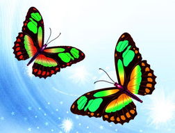 教你绘制美丽的蝴蝶 4 