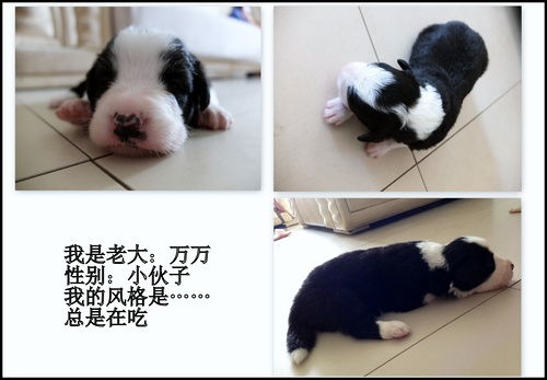 北京 1个月大的小奶狗出售 