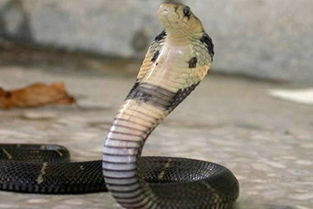 眼镜王蛇占屋为王,傲天转运罕见世界最危险的蛇类 