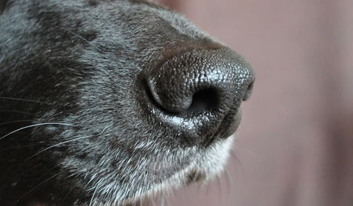 狗鼻子烫图片