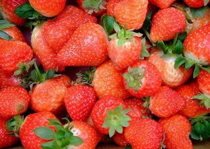 如何种植出产量高品质好草莓 