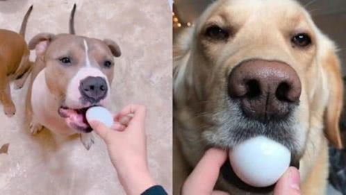 狗狗可以吃鸡蛋吗 鸡蛋白宠物可以吃吗 鸡蛋黄吃多了狗狗会怎么样