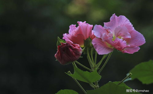 芙蓉造句子;芙蓉花文案短句？