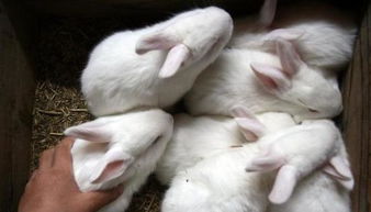 兔子好养殖吗,兔子好养殖吗什么时候给兔子打疫苗