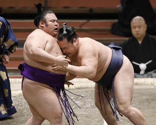 日本相扑选手又肥又丑,为何很多女孩还想嫁 其实原因很简单