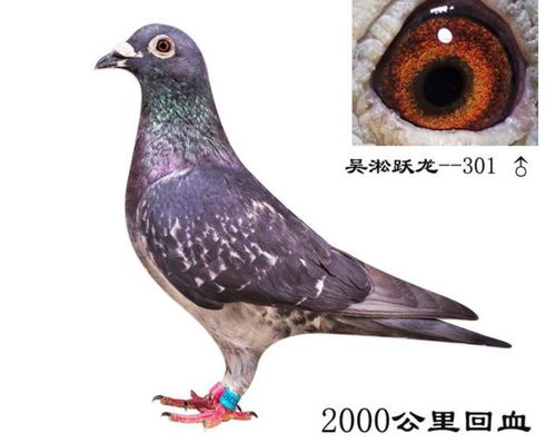 国内赛鸽没有好品种 用实力说话,吴淞鸽