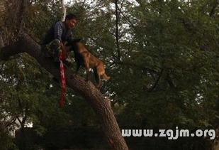 梦见狗会爬树