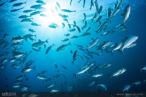 海水里的鱼群高清摄影图片
