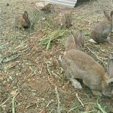 山东绿源野兔养殖公司 