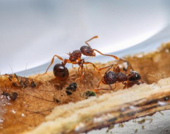 在蚂蚁周围画个圈,为什么它会围绕圆圈打转 科学家给出答案