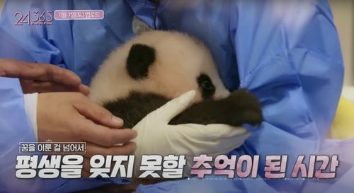 韩艺人违规接触大熊猫,无知无耻不能惯着