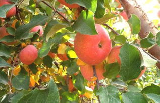 苹果树施什么复合肥最好 
