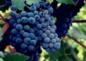 葡萄种植 品种 价格 土流网 