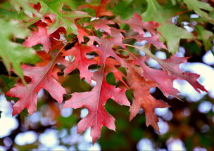 秋,叶子,颜色,性质 