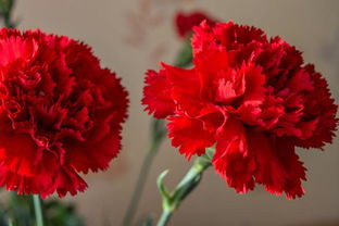 13朵红色康乃馨代表什么意思？