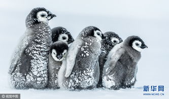 萌萌哒 南极洲帝企鹅宝宝抱团取暖