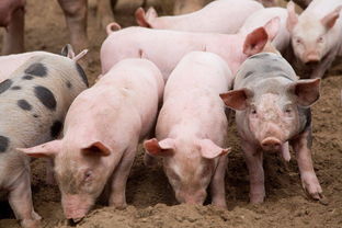 饲喂猪的三种方法,育肥母猪怎么控制饲喂