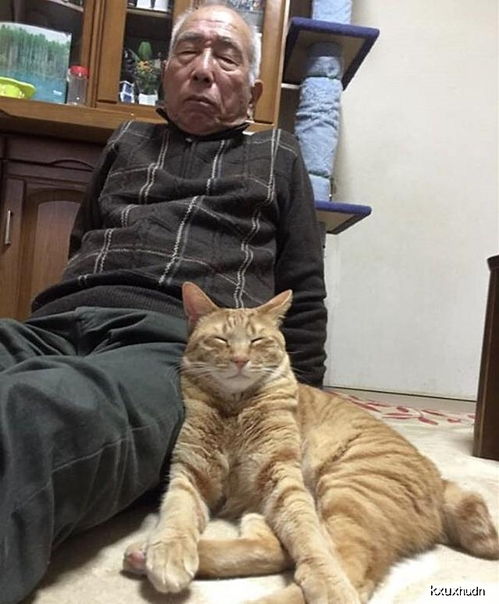 老人失去家人,和橘猫相依为命,猫咪用陪伴让老人走出悲伤