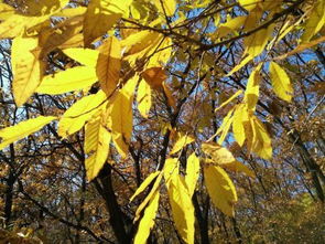 梦见满地金色树叶,金黄色的树叶满地都是 
