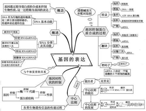 基因表达和遗传学两大定律知识总结,你们要的来啦