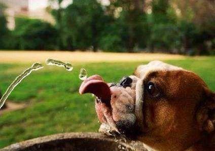 千万别觉得不爱喝水是小事,尿结石可能正在悄悄找上你的狗狗