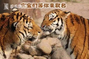 上海和平公园新添两只虎宝宝 邀请市民来取名