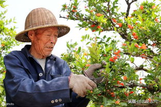 石榴树疯长别砍掉,四步措施帮它 修成正果