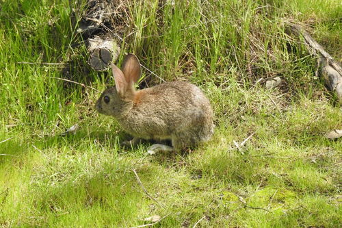一亩地可以散养多少只兔子 