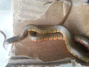 背面棕褐色,腹面红黑相间的蛇是什么蛇 有毒么 