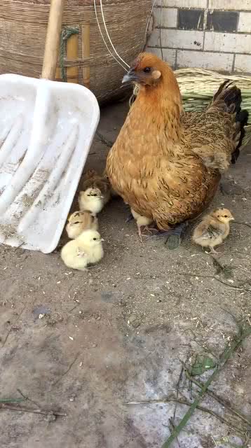 家里养的母鸡,随时都保护着小鸡,真不愧是亲生的 