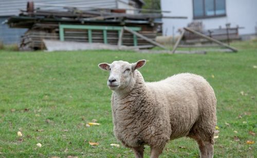1991属羊人最旺的年龄,2015属羊的几月出生最好 属羊人出生月的运程预测