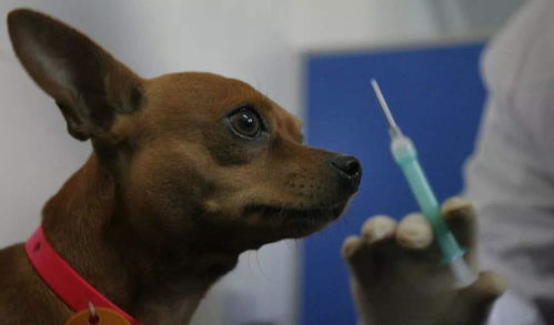 日本的狂犬疫苗打在狗身上的,为什么中国狂犬疫苗是打人身上的
