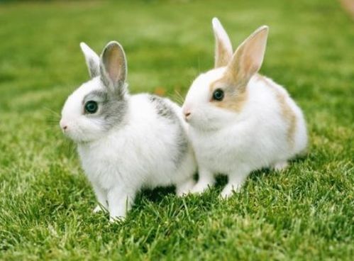 兔子的一岁等于人的多少岁 