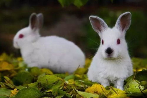 谁是生肖兔的 超级贵人 属兔人适合做什么行业 你选对了吗