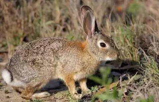 新西兰兔养殖技术,刚出生的新西兰小兔子半年能长多重