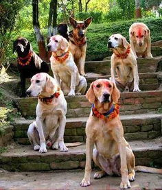 在尼泊尔,一个专门为狗狗举办的节日 