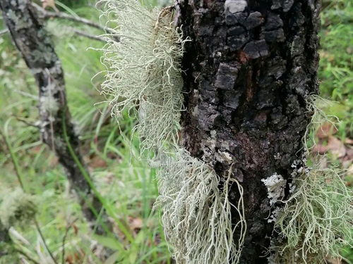 寄生在古树树皮上,无污染的山区里才有,价格不菲,但市场很少见