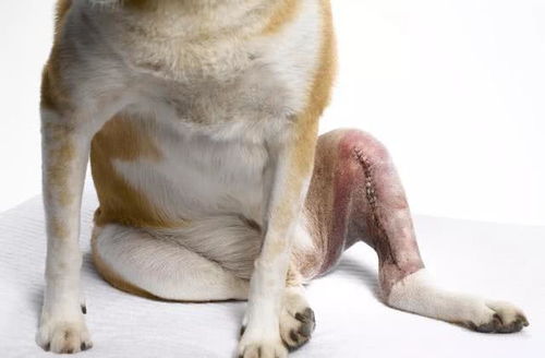 狗狗腿部受伤,如果做了手术,主人该如何护理狗狗
