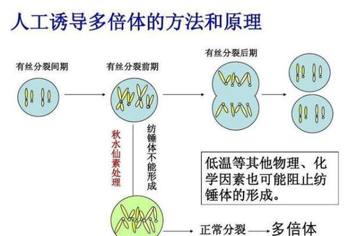 农民自留的种子为什么都长不成,而种子公司的就可以